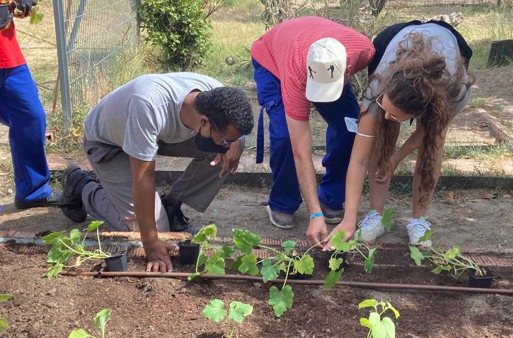 Cultivando el huerto de verano