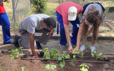 Cultivando el huerto de verano