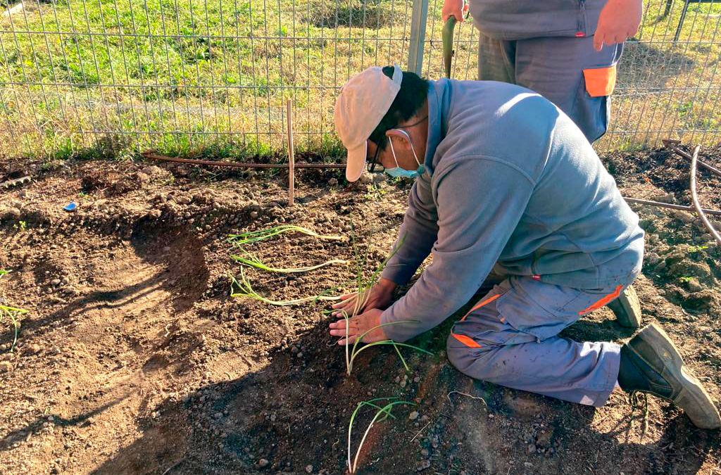 Cultivando chalotas