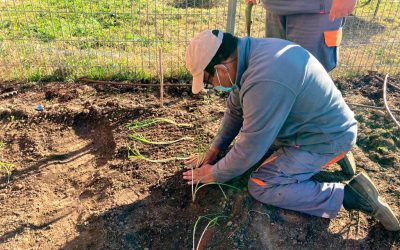 Cultivando chalotas