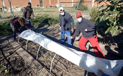 Cultivando nuestro huerto de invierno