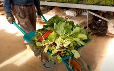 Cocina de nuestra huerta