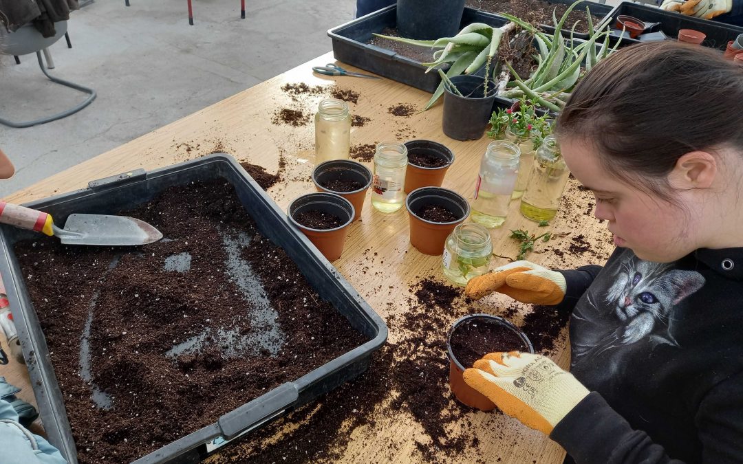 Trasplantando en el taller de jardinería
