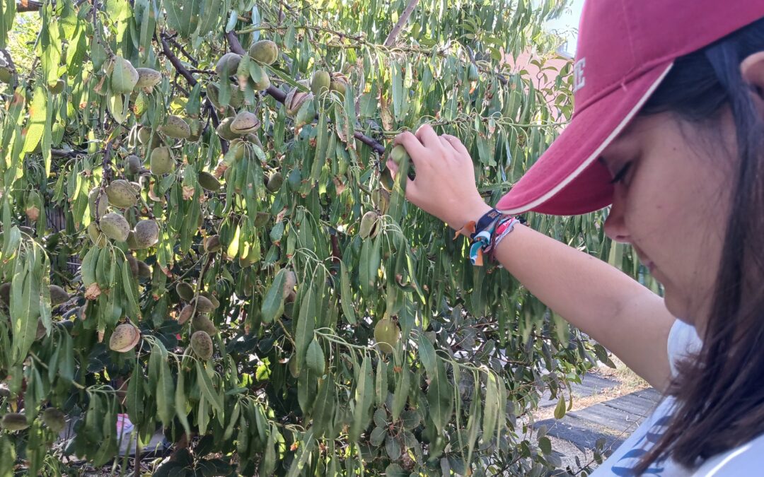 Recogida de almendras