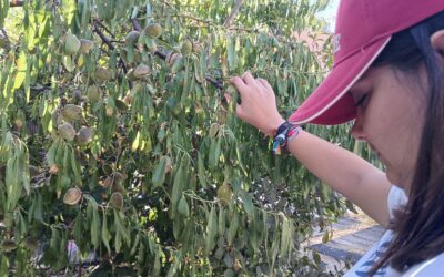 Recogida de almendras